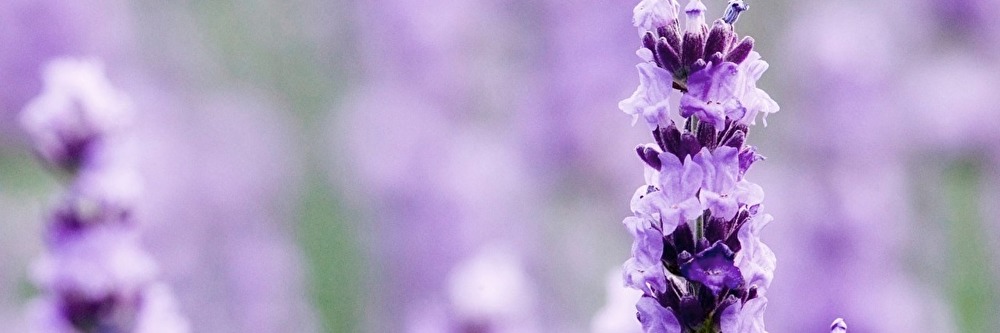 lavanda.jpg